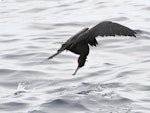 Great frigatebird. Adult male feeding. Meyer Islands (Kermadecs), March 2021. Image © Scott Brooks (ourspot) by Scott Brooks.