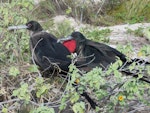 Great frigatebird. Pair - male on right. Kiritimati, Kiribati, February 2015. Image © Ray Pierce by Ray Pierce.