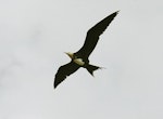 Lesser frigatebird. Juvenile in flight. Savusavu, Vanua Levu, Fiji, September 2006. Image © Alan Tennyson by Alan Tennyson.