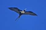 Lesser frigatebird. Adult female. Treasure Island, Fiji. Image © Noel Knight by Noel Knight.