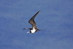 Lesser frigatebird. Adult female. Christmas Island, Indian Ocean, January 2009. Image © David Boyle by David Boyle.