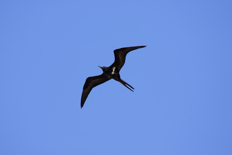 Lesser frigatebird. Adult male. Christmas Island, Indian Ocean, January 2009. Image © David Boyle by David Boyle.