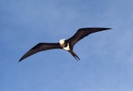 Lesser frigatebird. Juvenile. Ile Europa, Mozambique Channel, November 2008. Image © James Russell by James Russell.