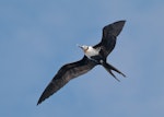 Lesser frigatebird. Immature in flight. Lord Howe Island, April 2019. Image © Glenn Pure 2019 birdlifephotography.org.au by Glenn Pure.