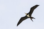 Lesser frigatebird. Juvenile released after rehabilitation. Muriwai gannet colony, April 2018. Image © Oscar Thomas by Oscar Thomas.