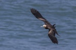 Lesser frigatebird. Juvenile released after rehabilitation. Muriwai gannet colony, April 2018. Image © Oscar Thomas by Oscar Thomas.