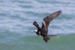 Lesser frigatebird. Juvenile released after rehabilitation. Muriwai gannet colony, April 2018. Image © Oscar Thomas by Oscar Thomas.