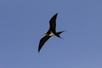 Lesser frigatebird. Juvenile. Tetiaroa, French Polynesia, October 2016. Image © James Russell by James Russell.