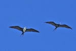 Lesser frigatebird. Juvenile (left) and adult male. Treasure Island, Fiji. Image © Noel Knight by Noel Knight.