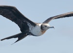 Lesser frigatebird. Immature in flight. Lord Howe Island, April 2019. Image © Glenn Pure 2019 birdlifephotography.org.au by Glenn Pure.