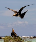 Lesser frigatebird. Juveniles. Tetiaroa, French Polynesia, October 2016. Image © James Russell by James Russell.