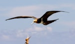 Lesser frigatebird. Juvenile. Tetiaroa, French Polynesia, October 2016. Image © James Russell by James Russell.