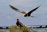 Lesser frigatebird. Juveniles. Tetiaroa, October 2016. Image © James Russell by James Russell.