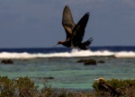 Lesser frigatebird. Juvenile. Tetiaroa, French Polynesia, October 2016. Image © James Russell by James Russell.