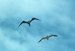 Lesser frigatebird. Adult female, with black-backed gull. Waikanae Beach, January 1983. Image © Alan Tennyson by Alan Tennyson.