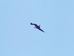 Lesser frigatebird. Adult female. Waikanae Beach, January 1983. Image © Alan Tennyson by Alan Tennyson.