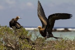 Lesser frigatebird. Juveniles. Tetiaroa, French Polynesia, October 2016. Image © James Russell by James Russell.