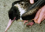 Lesser frigatebird. Adult female. Savusavu, Vanua Levu, Fiji, September 2006. Image © Alan Tennyson by Alan Tennyson.