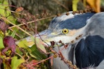 Grey heron. Close view of the head, from the left side. Chablis, France, October 2015. Image © Cyril Vathelet by Cyril Vathelet.