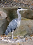 Grey heron. Adult. London Zoo, August 2017. Image © Alan Tennyson by Alan Tennyson.