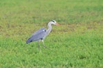 Grey heron. Adult walking and hunting. Pontigny, France, February 2016. Image © Cyril Vathelet by Cyril Vathelet.