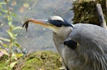 Grey heron. Close view of adult from above. Chablis, France, October 2015. Image © Cyril Vathelet by Cyril Vathelet.