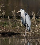 Grey heron. Adult in breeding plumage. Tokyo, Japan, February 2013. Image © Sonja Ross by Sonja Ross.