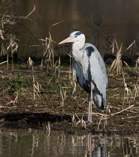 Grey heron. Adult in breeding plumage. Tokyo, Japan, February 2013. Image © Sonja Ross by Sonja Ross.