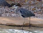 Grey heron. Adult. London Zoo, August 2017. Image © Alan Tennyson by Alan Tennyson.