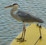 Grey heron. Adult. Mahe, Seychelles, May 2012. Image © Glenn McKinlay by Glenn McKinlay.