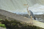 Grey heron. Front/side view of adult standing. Gurgy, France, June 2016. Image © Cyril Vathelet by Cyril Vathelet.