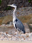 Grey heron. Adult. London Zoo, August 2017. Image © Alan Tennyson by Alan Tennyson.