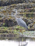 Grey heron. Adult. Torquay, England, July 2015. Image © Alan Tennyson by Alan Tennyson.