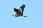 Grey heron. Side view of adult in flight. Pontigny, France, February 2016. Image © Cyril Vathelet by Cyril Vathelet.