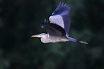 Grey heron. Side view of immature bird in flight. Bas Rebourseaux, France, July 2016. Image © Cyril Vathelet by Cyril Vathelet.