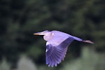 Grey heron. Side view of immature bird in flight. Bas Rebourseaux, France, July 2016. Image © Cyril Vathelet by Cyril Vathelet.