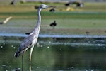 Grey heron. Juvenile. Bas-rebourseaux, France, August 2017. Image © Cyril Vathelet by Cyril Vathelet.