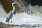 Grey heron. Back/side view of adult standing. Gurgy, France, June 2016. Image © Cyril Vathelet by Cyril Vathelet.