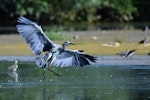 Grey heron. Adult landing. Bas-rebourseaux, France, August 2017. Image © Cyril Vathelet by Cyril Vathelet.