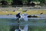 Grey heron. Adult landing. Bas-rebourseaux, France, August 2017. Image © Cyril Vathelet by Cyril Vathelet.