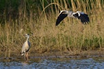 Grey heron. Adult in flight landing next to another. Bas Rebourseaux, France, May 2016. Image © Cyril Vathelet by Cyril Vathelet.