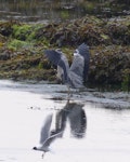 Grey heron. Adult with wings spread (black-headed gull in foreground). Torquay, England, July 2015. Image © Alan Tennyson by Alan Tennyson.