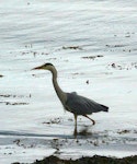 Grey heron. Adult in breeding plumage. Kyles of Bute, Scotland, June 2012. Image © Alan Tennyson by Alan Tennyson.