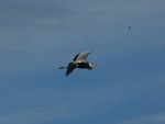 Grey heron. In flight. Vienna, June 2012. Image © Alan Tennyson by Alan Tennyson.