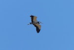 Grey heron. Adult in flight. West Coast National Park, South Africa, November 2015. Image © Alan Tennyson by Alan Tennyson.