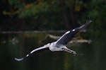 Grey heron. Adult in flight. Auxerre, France, October 2015. Image © Cyril Vathelet by Cyril Vathelet.