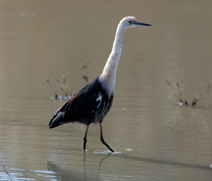 Pacific heron. Non-breeding adult. Menindee Lakes, New South Wales, Australia, January 2010. Image © Sonja Ross by Sonja Ross.