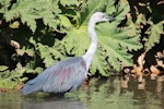 Pacific heron. Adult. Blue Mountains, New South Wales, Australia, April 2015. Image © Imogen Warren by Imogen Warren.