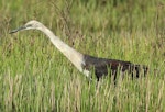 Pacific heron. Adult looking for food. Mareeba Wetlands, Atherton Tableland, Queensland, Australia, October 2013. Image © Imogen Warren by Imogen Warren.