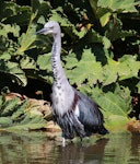 Pacific heron. Non-breeding adult fishing. Blue Mountains, New South Wales, Australia, April 2015. Image © Imogen Warren by Imogen Warren.